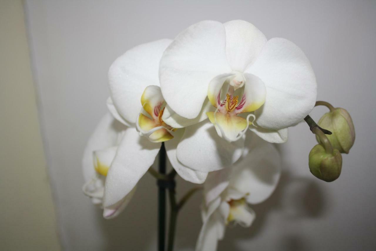 Orchid Cottage Gorges  ภายนอก รูปภาพ